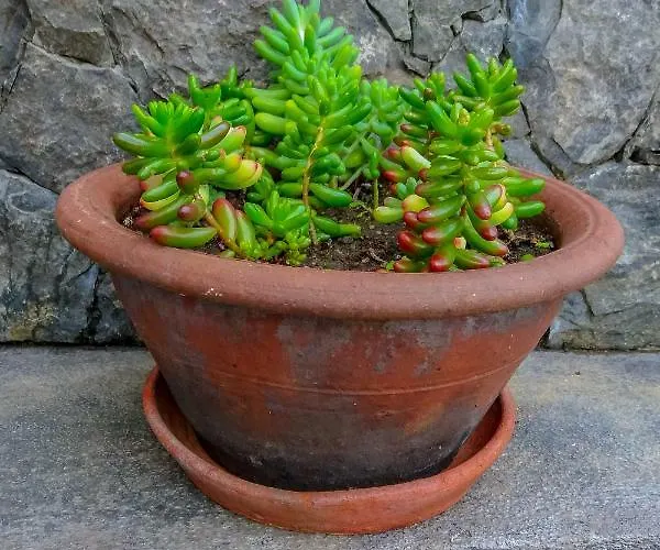 アパート Quintal D'angra アングラ・ド・エロイーズモ